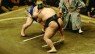 First Decent Japanese Sumo Raised in Captivity for Fifty Years